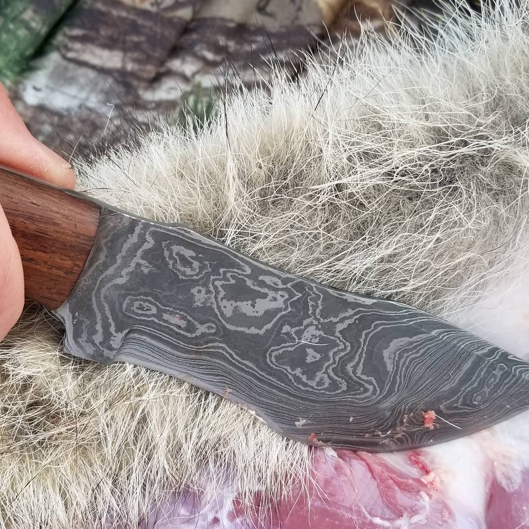 Unleash the Wild: The Best Knife and Techniques for Skinning a Coyote